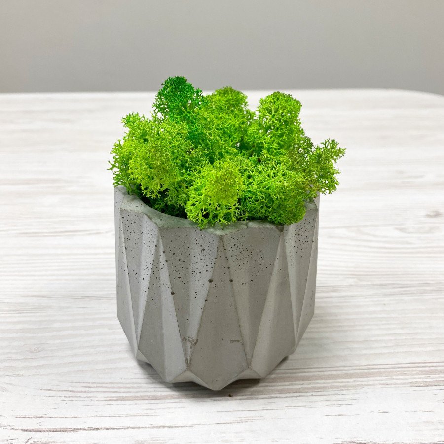 Бетонне кашпо з мохом №6